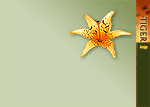 Desktop wallpapers: tiger lily